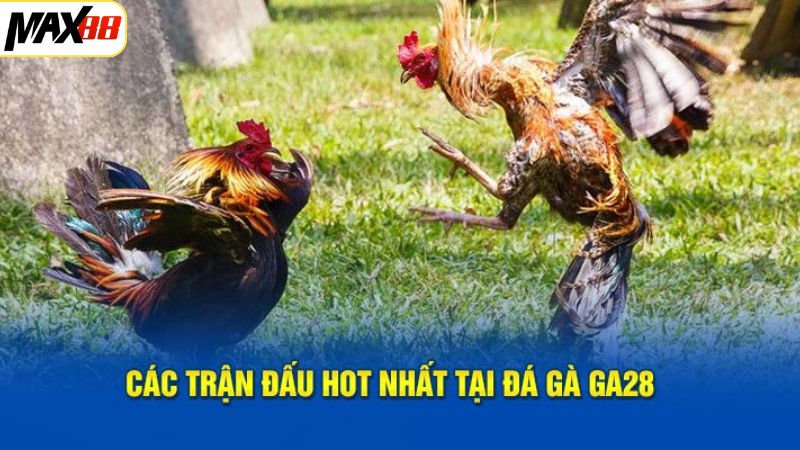Đá Gà GA28 Max88 - Sân Chơi Cá Cược Chọi Kê Số 1 Thị Trường 3 Những hình thức thi đấu gà nổi bật tại sảnh đá gà Ga28 Max88