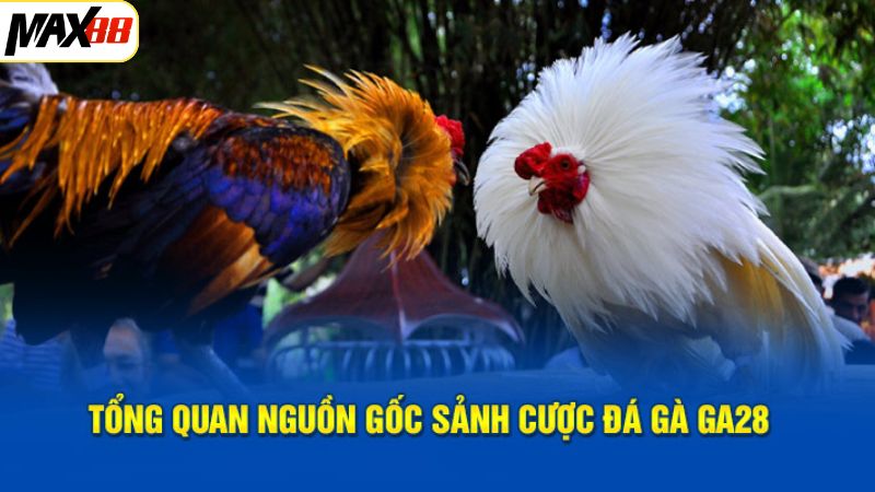 Đá Gà GA28 Max88 - Sân Chơi Cá Cược Chọi Kê Số 1 Thị Trường 2 Sân chơi cá cược đá gà hot nhất hiện nay